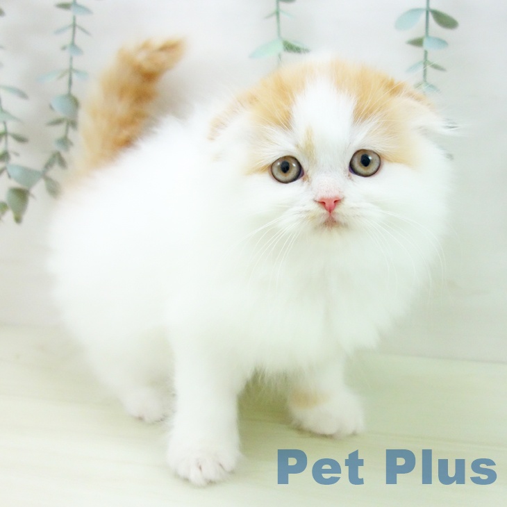 スコティッシュフォールド