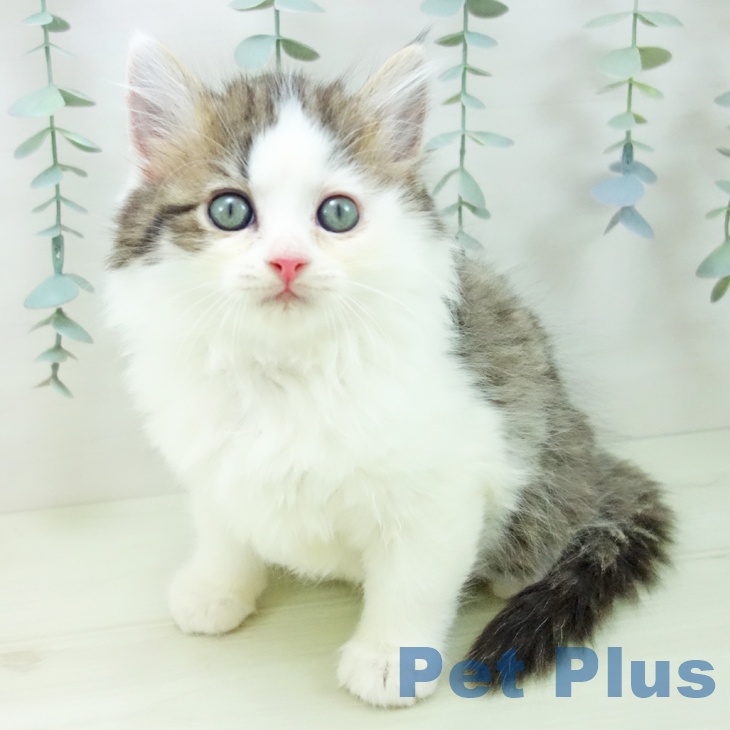 サイベリアンの写真2