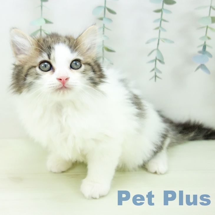 サイベリアンの写真2