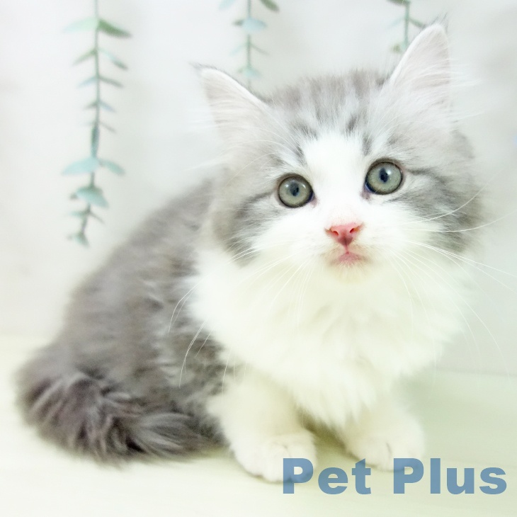 サイベリアンの写真2