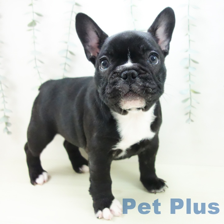 フレンチ・ブルドッグ