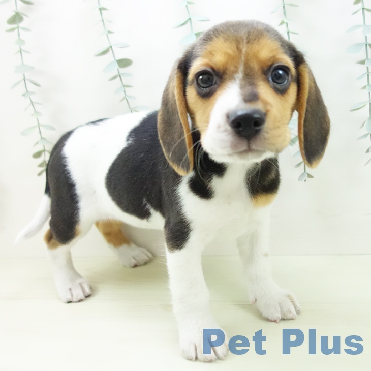 ビーグルの写真2