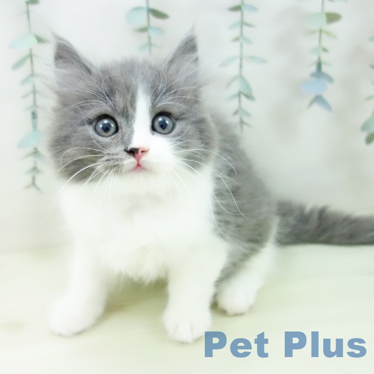 スコティッシュフォールド