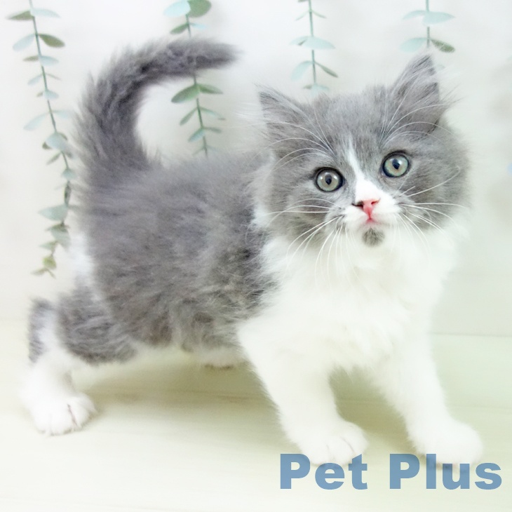 スコティッシュフォールド