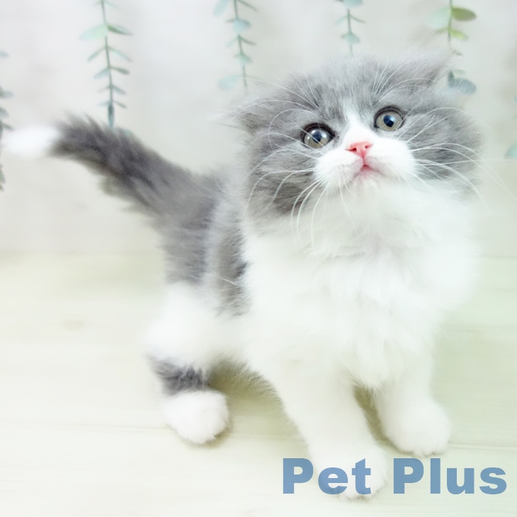 スコティッシュフォールド