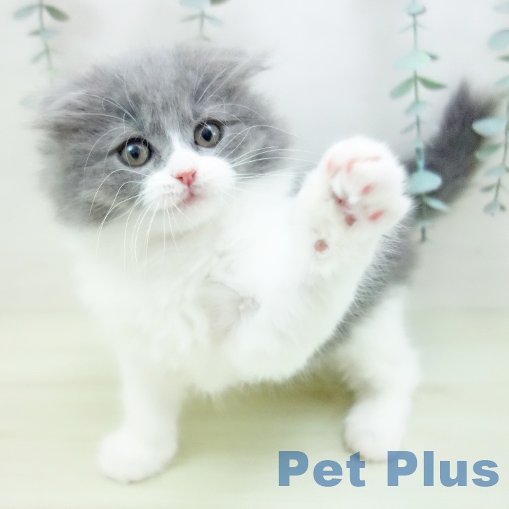 スコティッシュフォールドの写真2