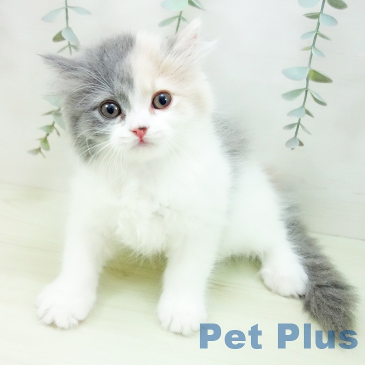 スコティッシュフォールド