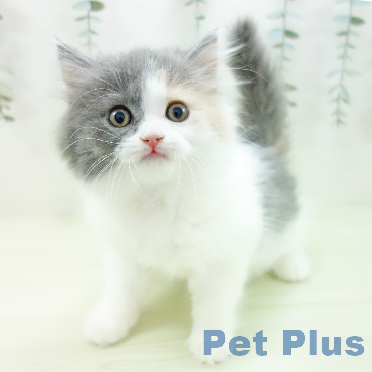 スコティッシュフォールド