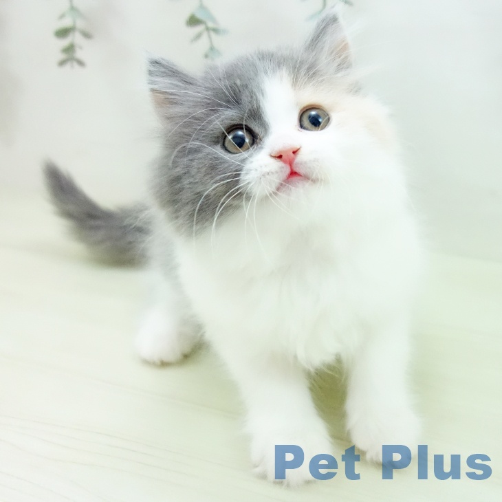 スコティッシュフォールドの写真2