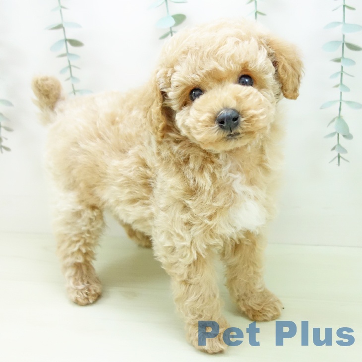 トイ・プードルの写真2