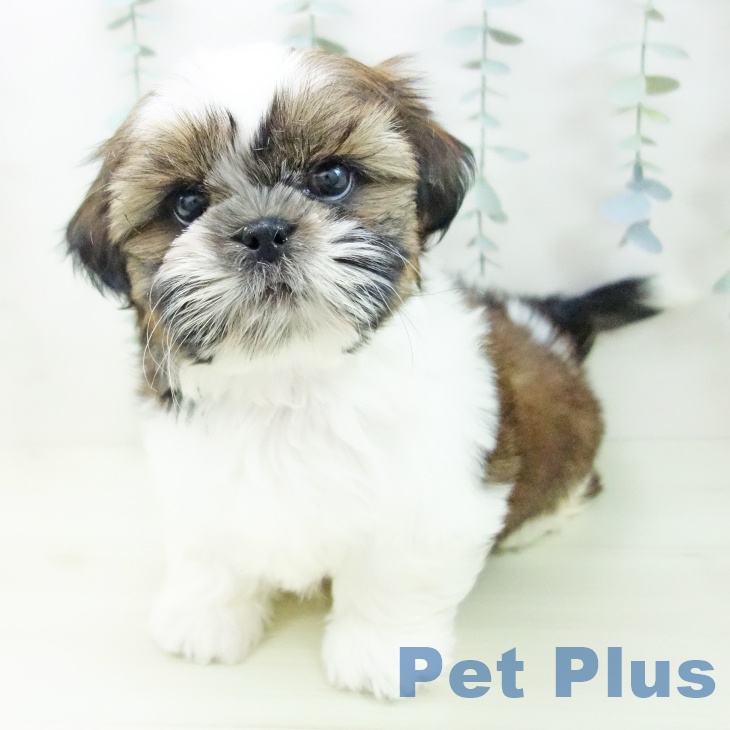 シー・ズーの写真2