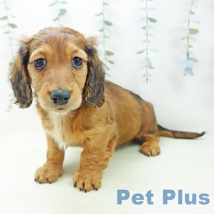 ミニチュア・ダックスフンドの写真2