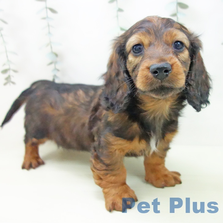 ミニチュア・ダックスフンド