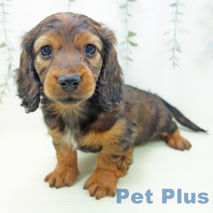 ミニチュア・ダックスフンド