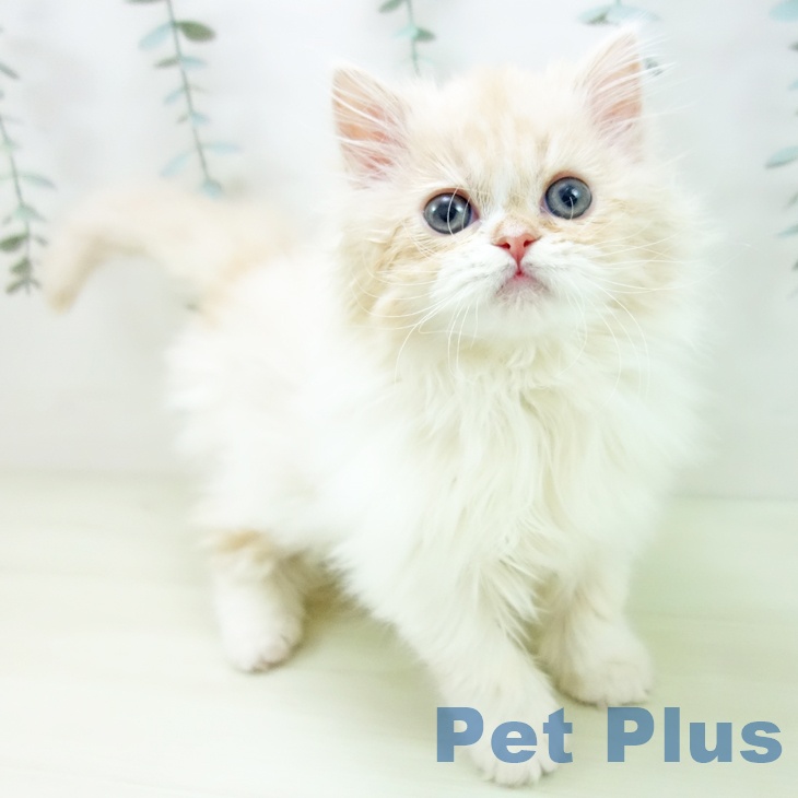 スコティッシュフォールド