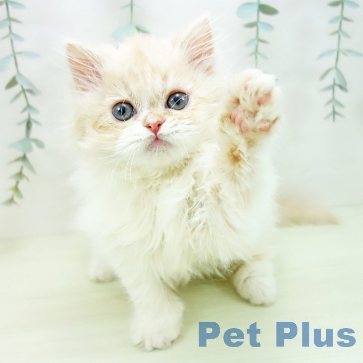 スコティッシュフォールドの写真2