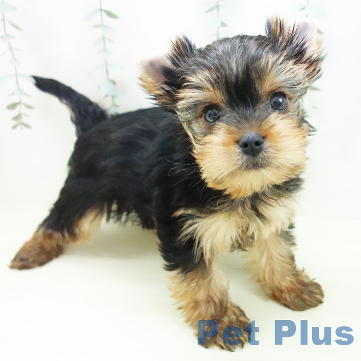 ヨークシャー・テリア