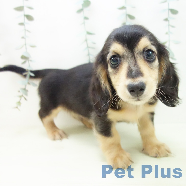 ミニチュア・ダックスフンド