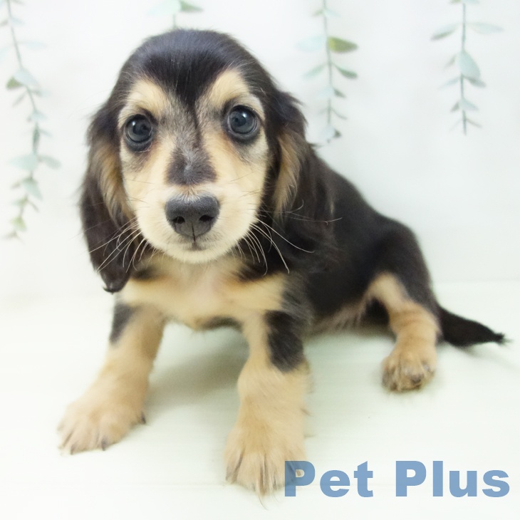 ミニチュア・ダックスフンドの写真2