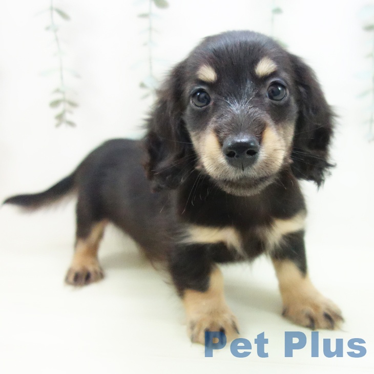 ミニチュア・ダックスフンド