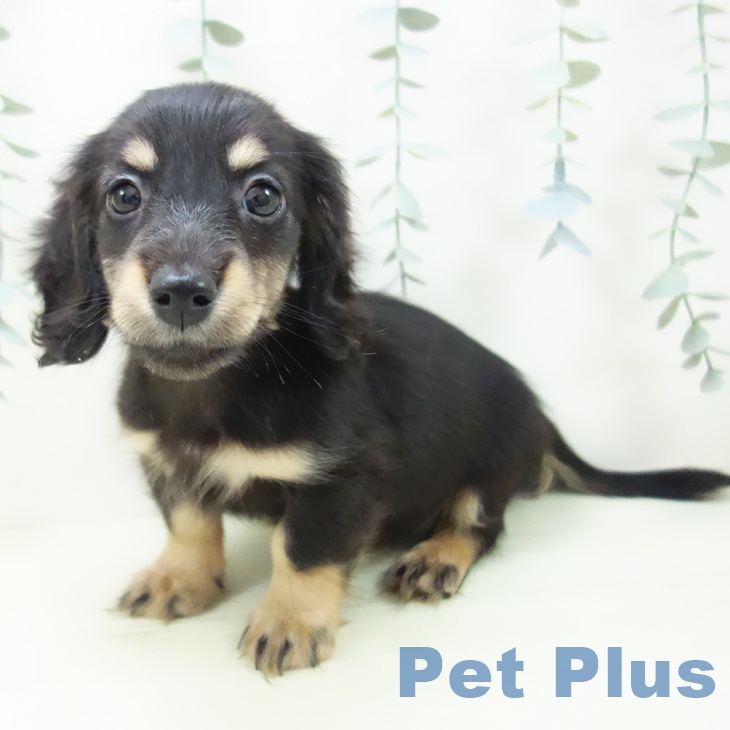 ミニチュア・ダックスフンドの写真2