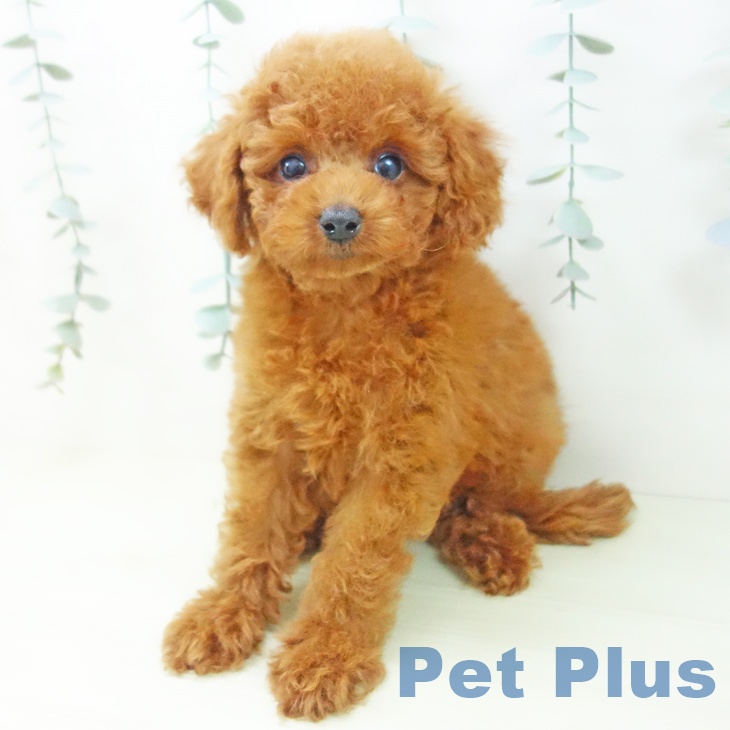 トイ・プードル