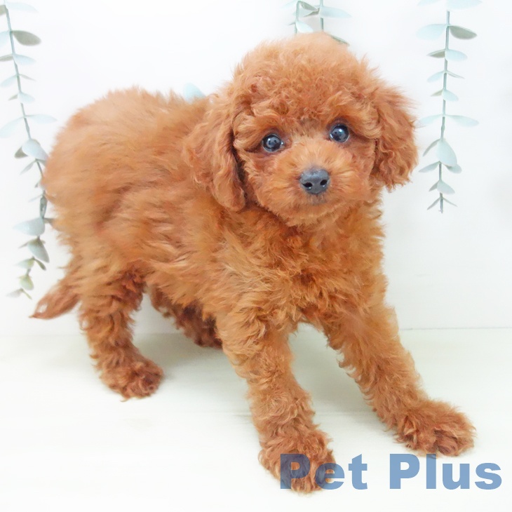 トイ・プードル