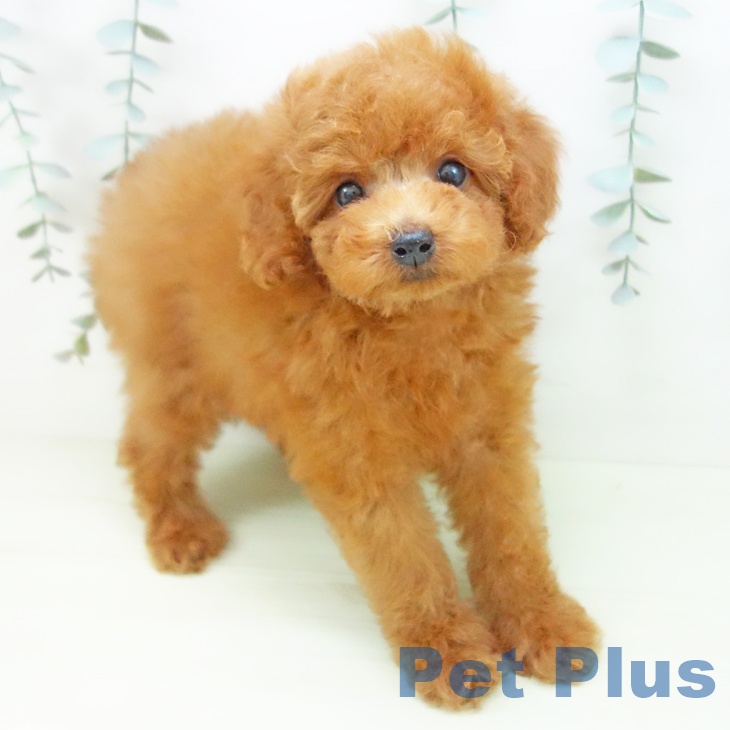 トイ・プードル