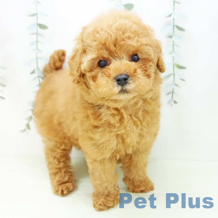 トイ・プードル