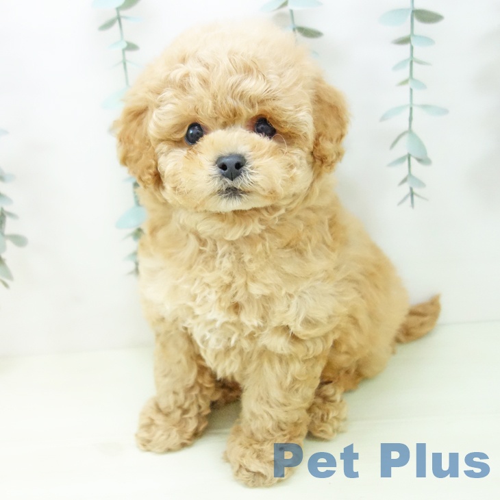 トイ・プードル