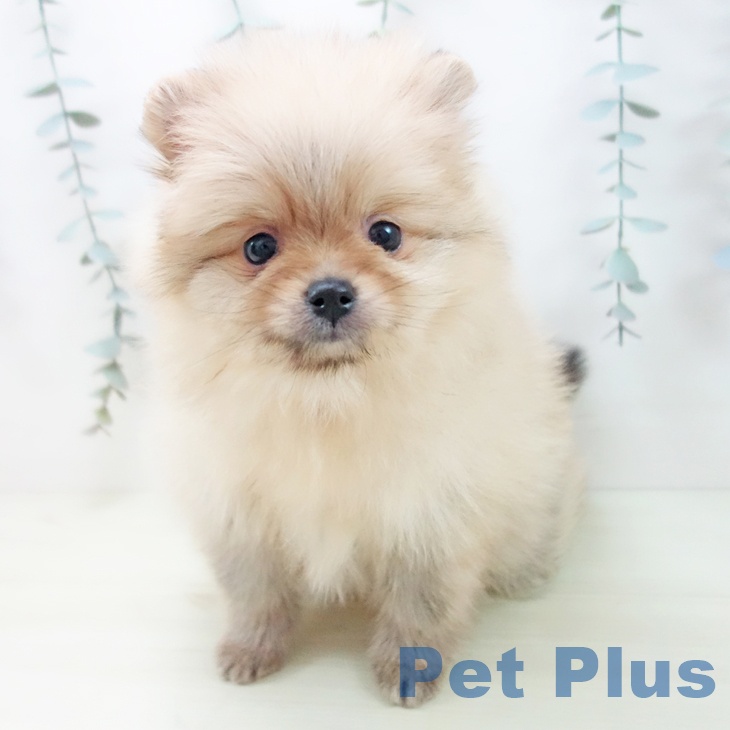 ポメラニアンの写真2