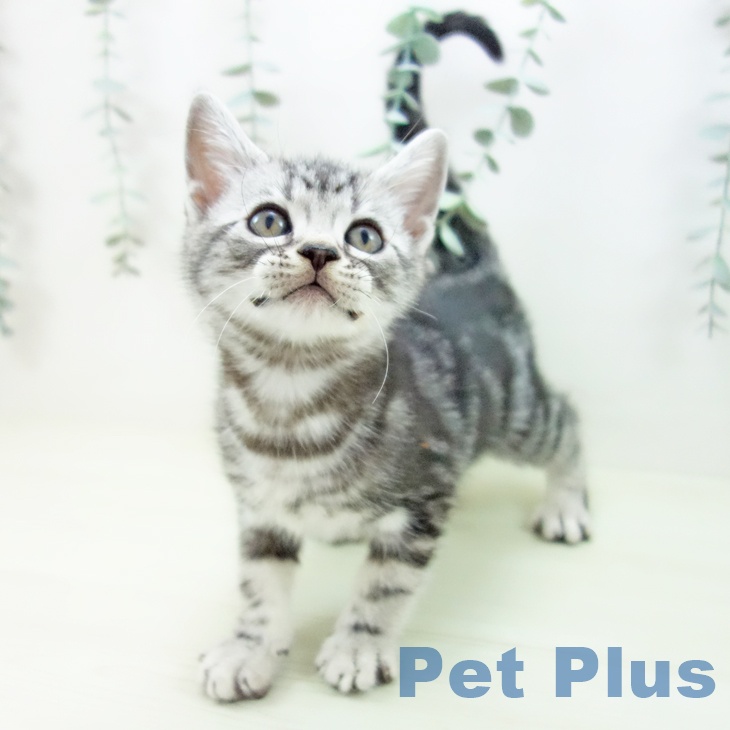 アメリカンショートヘアの写真2