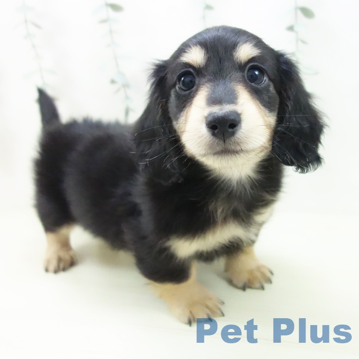 ミニチュア・ダックスフンド