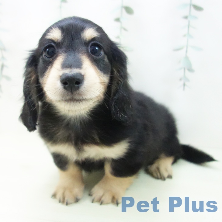 ミニチュア・ダックスフンドの写真2