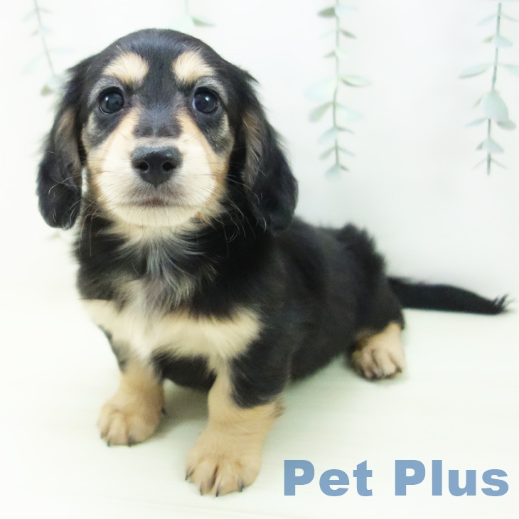 ミニチュア・ダックスフンド