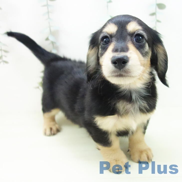 ミニチュア・ダックスフンドの写真2