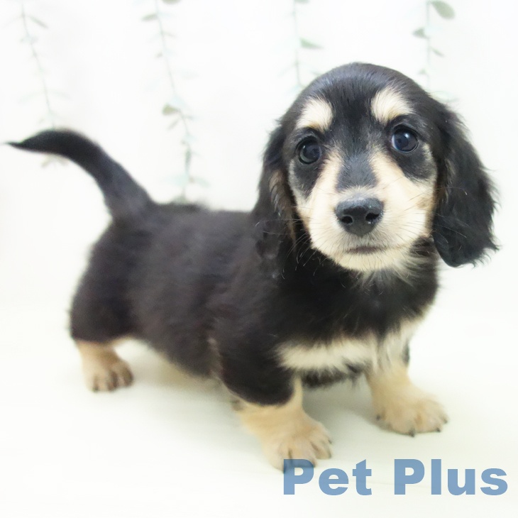 ミニチュア・ダックスフンド