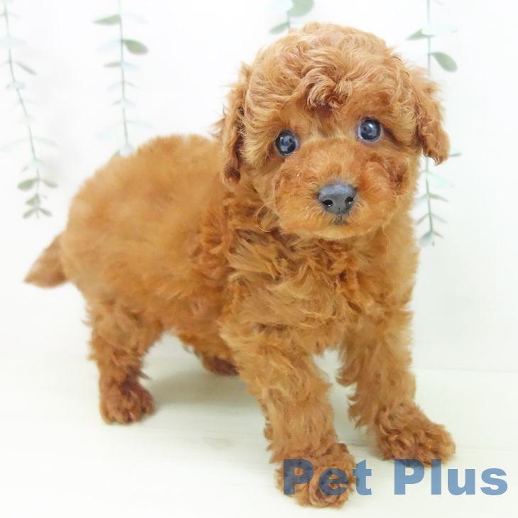 トイ・プードル