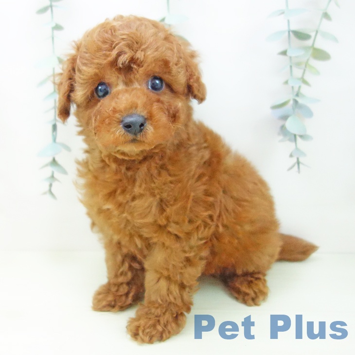 トイ・プードルの写真2