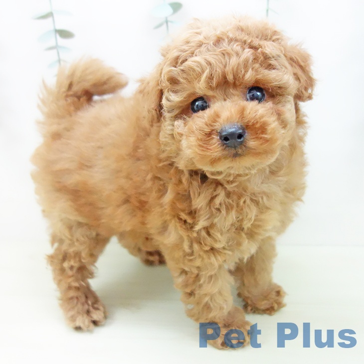 トイ・プードル