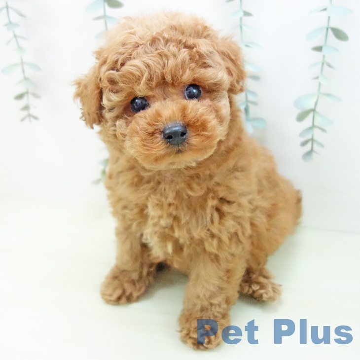 トイ・プードル