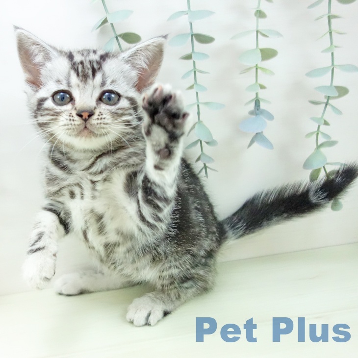 アメリカンショートヘアの写真2