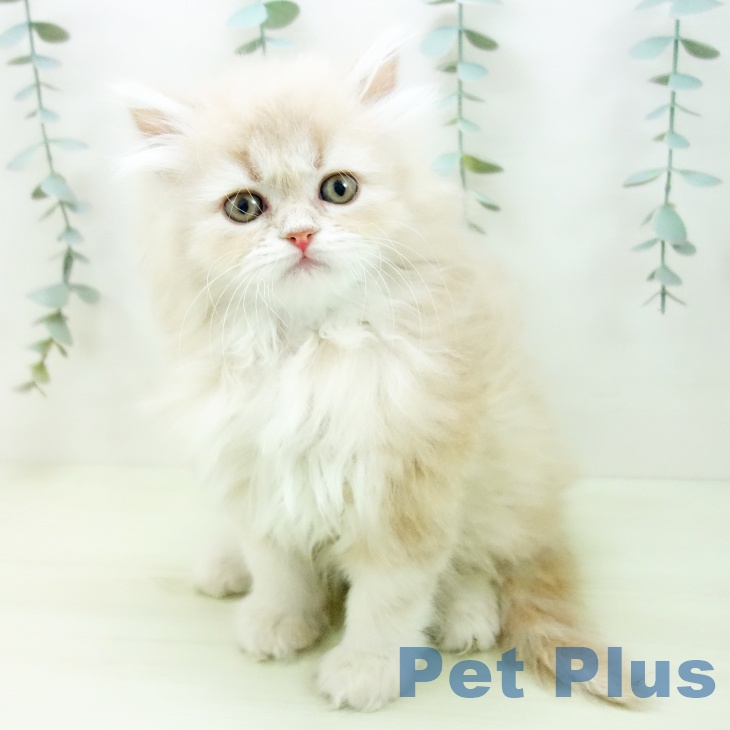 サイベリアンの写真2