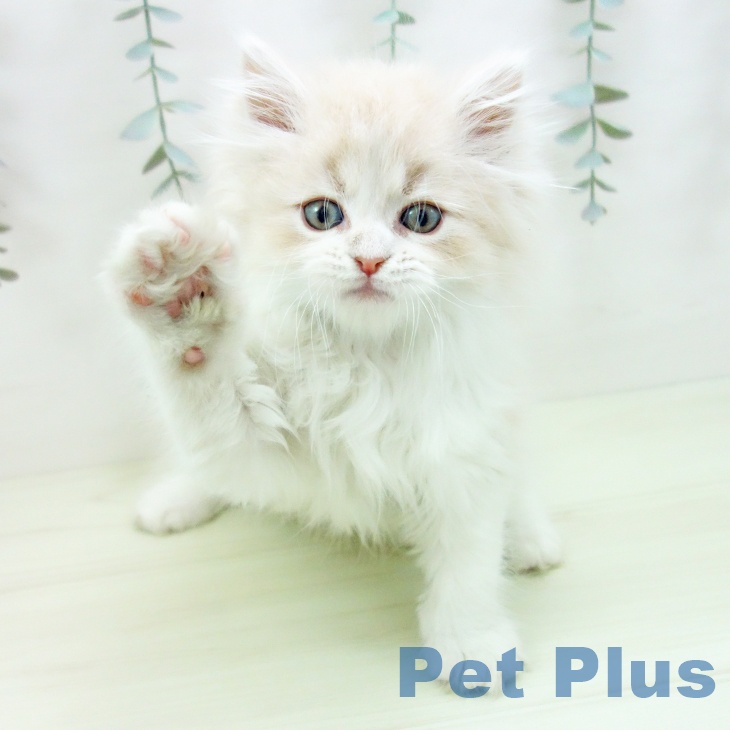 サイベリアンの写真2