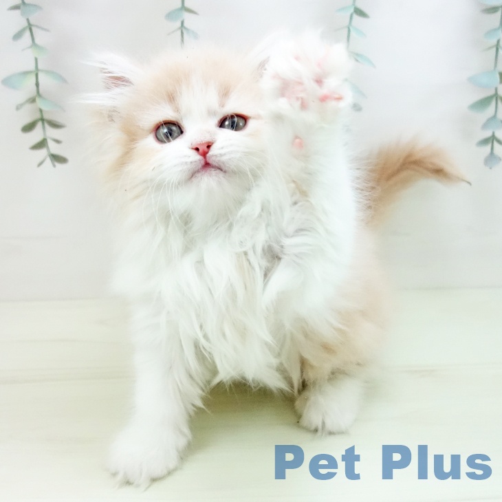 サイベリアンの写真2