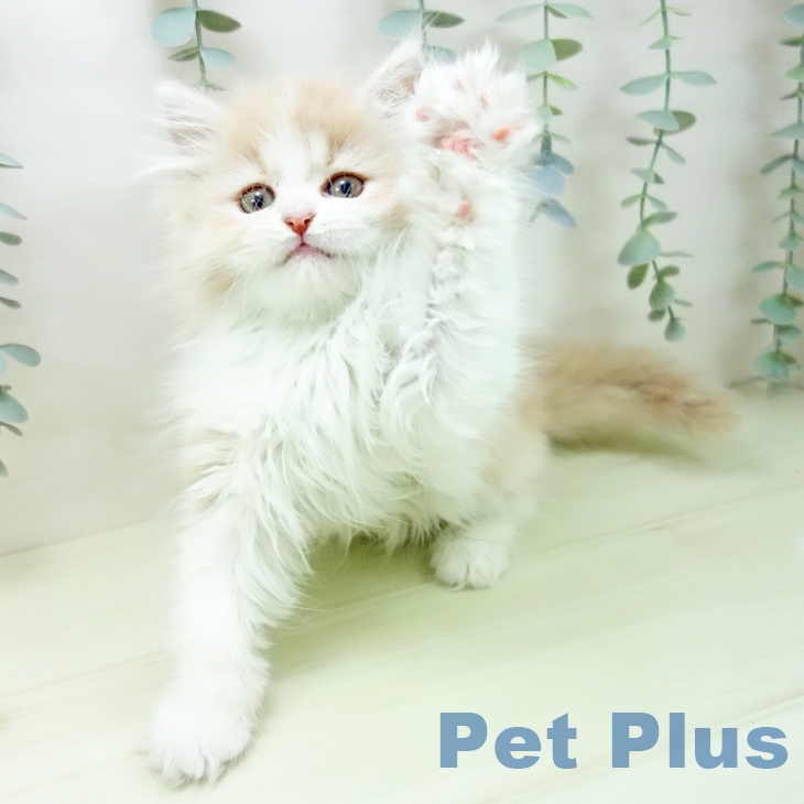 サイベリアンの写真2