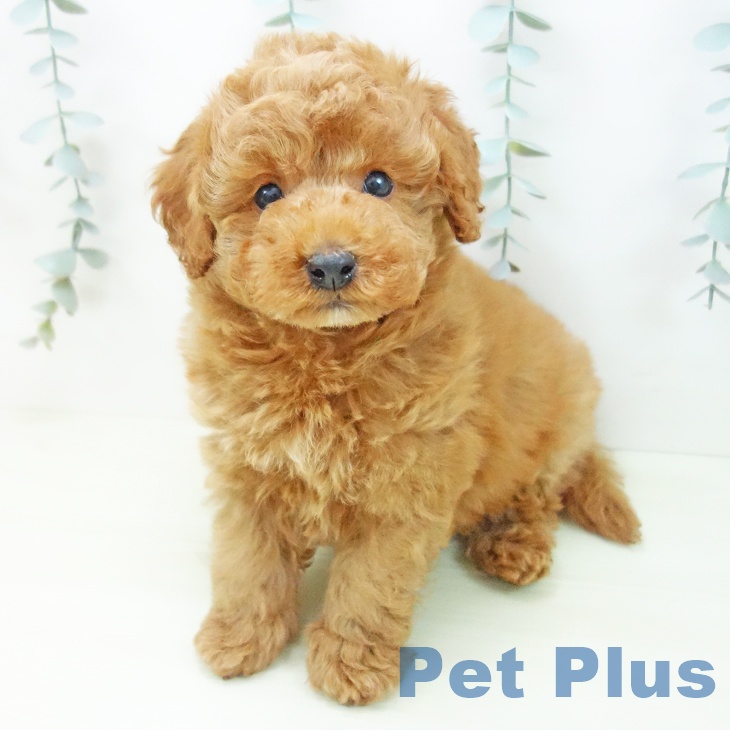 トイ・プードルの写真2