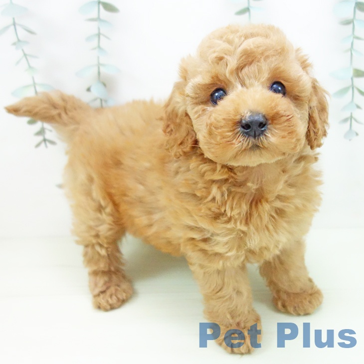 トイ・プードルの写真2