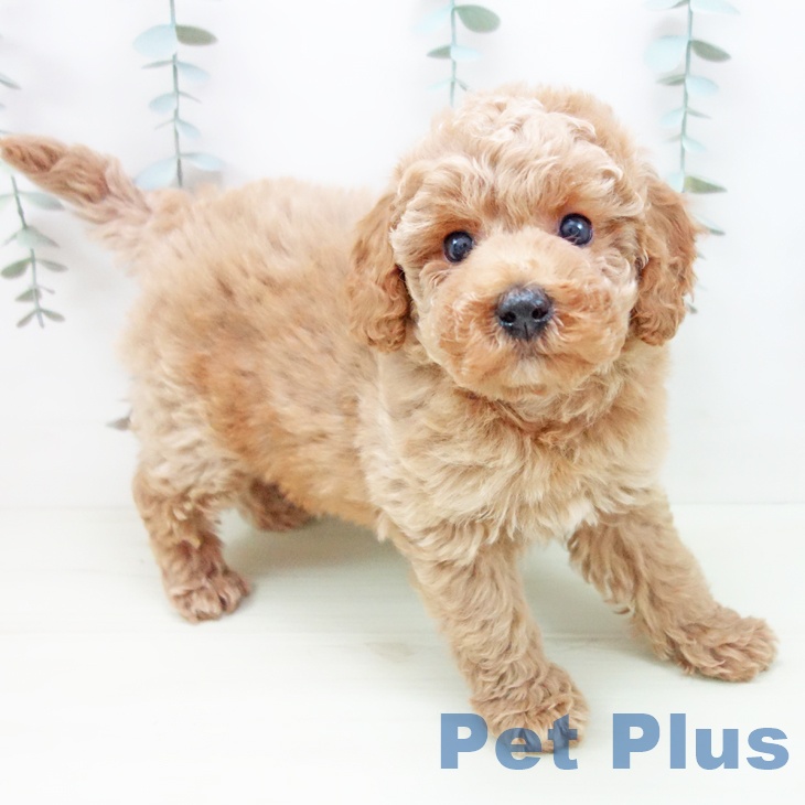 トイ・プードル