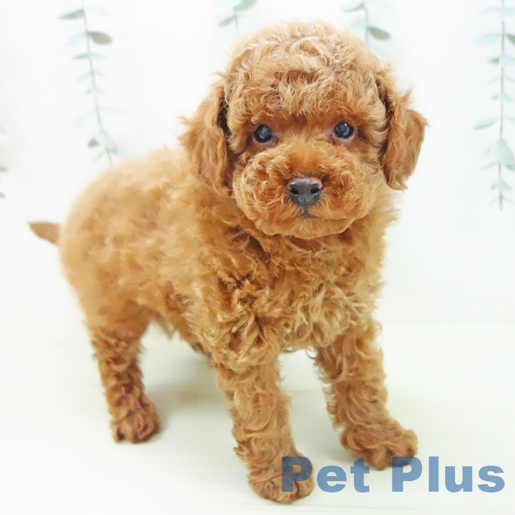 トイ・プードル